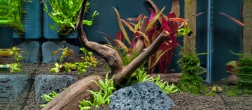 Ein dekoriertes Aquarium.