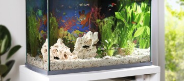 Eine Aquarium mit einem Bild der Sendung mit der Maus.