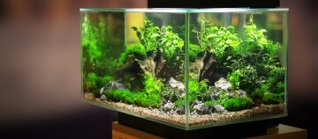 Aquarium mit Pflanzen