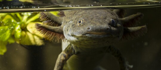 Axolotl schwimmend im Aquarium neben Wassepflanzen