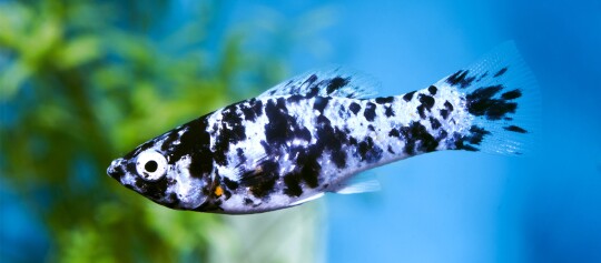 Eine Nahaufnahme eines Dalmatiner Molly.