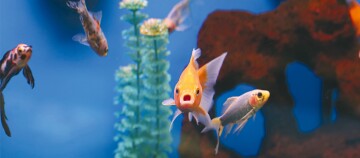 Eine Frontaufnahme eines Fisches.