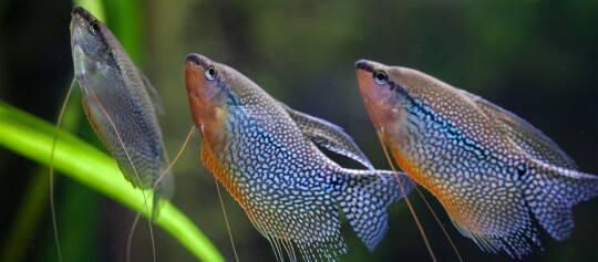 Fadenfische schwimmen nebeneinander im Aquarium