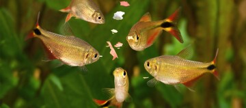 Fische fressen Futterflocken.