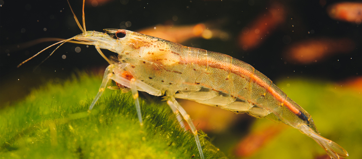 Eine Nahaufnahme einer Garnele.