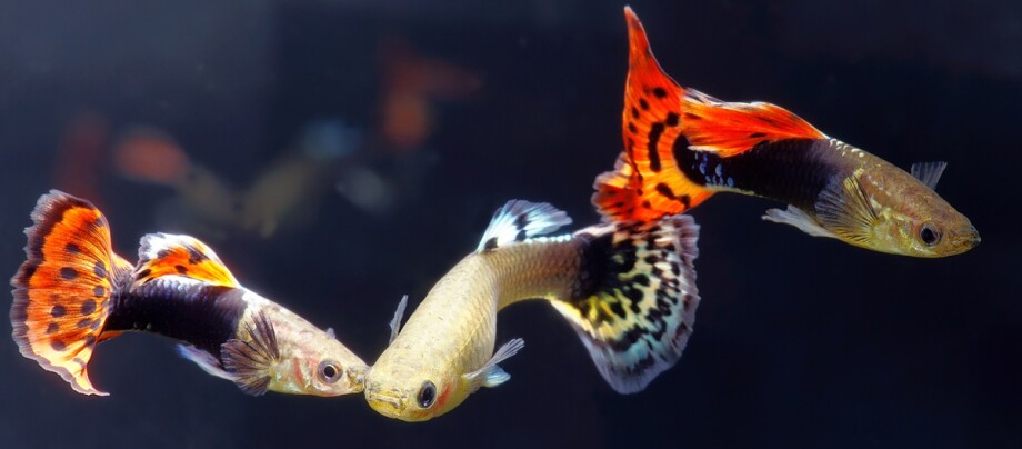 Mehrere Guppy Fische.