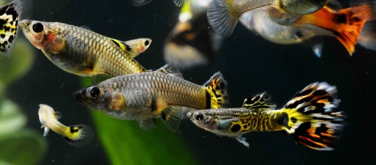 Ein Schwarm Guppy Fische