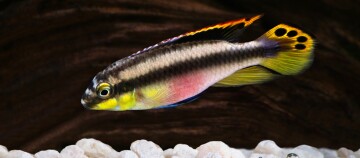 Eine Nahaufnahme eines Königscichilde.