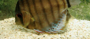 Ein Fisch hat Kiemenwürmer.