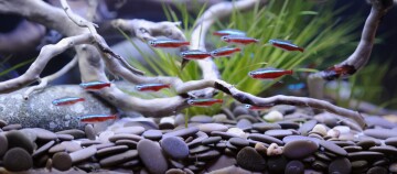 Ein kleiner Scharm von Neonfischen.