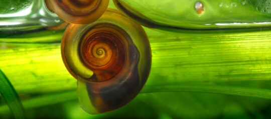 Wasserschnecken