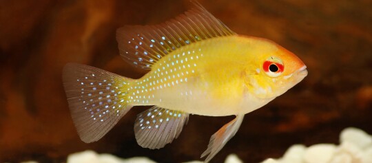 Ein gelber Schmetterlingsbuntbarsch im Aquarium