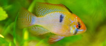 Nahaufnahme eines gelben Schmetterlingsbuntbarsch.