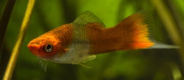 Ein Schwertträger Fische schwimmt in Aquarium