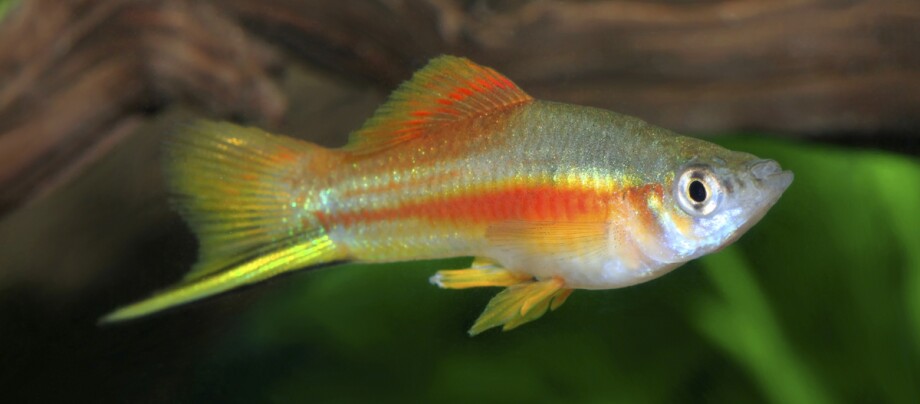 Ratgeber_Aqua_Schwerttraeger_2_1200x527 Eine Nahaufnahme eines Schwertträger Fisch.