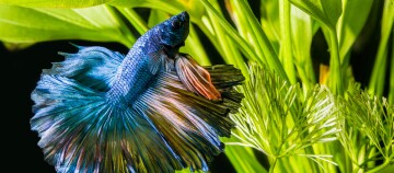 Eine Nahaufnahme eines Siamnesischen Kampffisches.