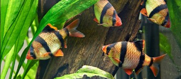 Ein Schwarm Sumatrabarbe.