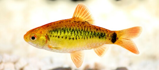 Eine Nahaufnahme eines orangegelben Zebrafisch.