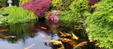 Ein Gartenteich mit Kois.