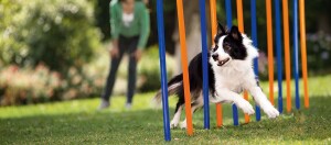Ein Border Collie läuft durch Slalom beim Agility auf einer grünen Wiese