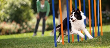 Ein Border Collie läuft durch Slalom beim Agility auf einer grünen Wiese