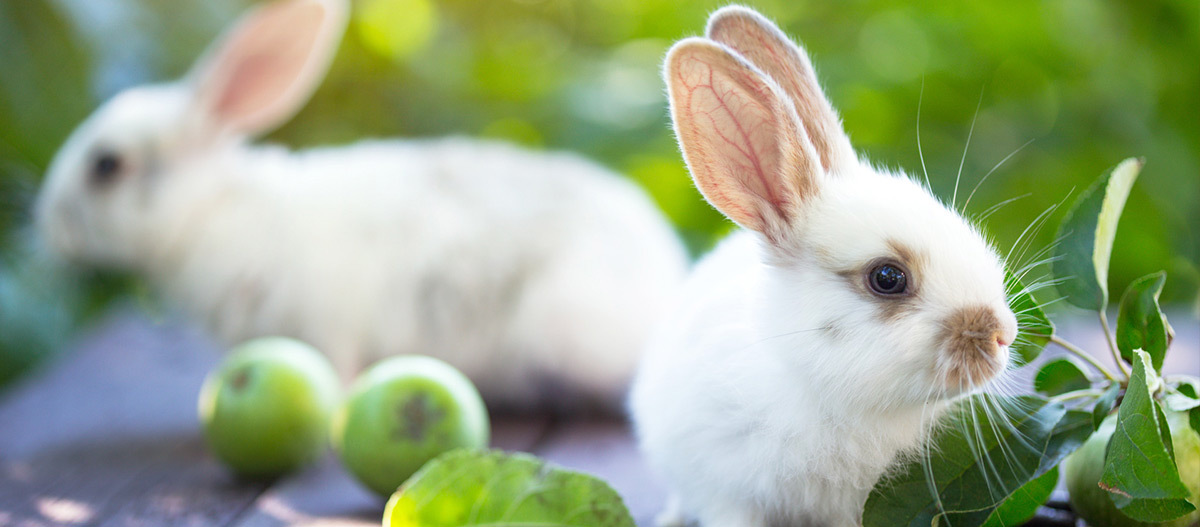 Ratgeber_Kaninchen_2weiße_mit_Apfel_1200x527 Zwei weiße Kaninchen.