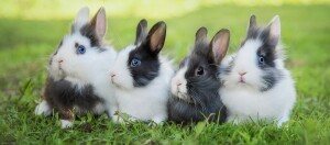 Wie Kaninchen sitzen auf einer Wiese