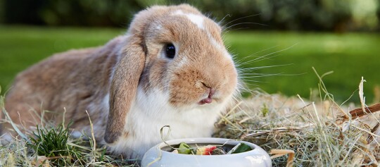 Ein Kaninchen Schlappohren frisst.