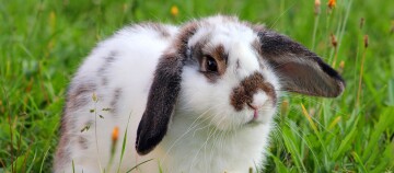 Ein Kaninchen mit Schlappohren sitzt auf einer Wiese