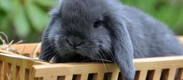 Ein schwarzes Kaninchen mit Schlappohren in einer Box.