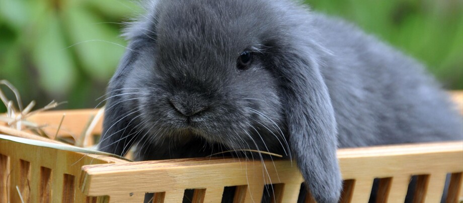 Ein schwarzes Kaninchen mit Schlappohren in einer Box.