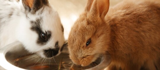 Zwei Kaninchen trinken aus einem Napf.