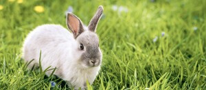 Ein hellgraues Kaninchen sitzt auf der Wiese.