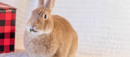 Ein Kaninchen frisst etwas.