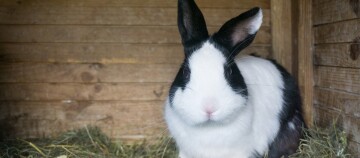 Ein schwarz weißes Kaninchen sitzt in einem Stall.