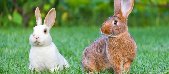 Zwei Hasen sitzen auf den Rasen.