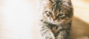 Eine junge Katze streckt sich.