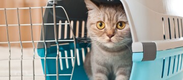 Eine Katze sitzt in einer Transportbox