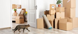 Eine Katze schleicht durch eine Wohnung voller Umzugskartons