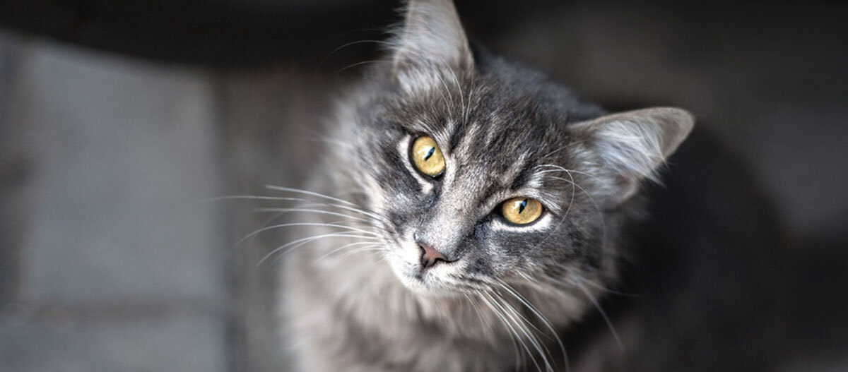 Ratgeber Katze Ausstattung Eine Katze schaut direkt in die Kamera