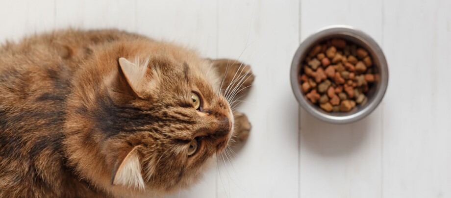 Eine Katze sitzt vor einem Futternapf mit Trockenfutter Eine Katze sitzt vor einem Futternapf mit Trockenfutter