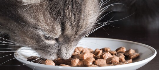 Eine Katze frisst Nassfutter aus einem Napf