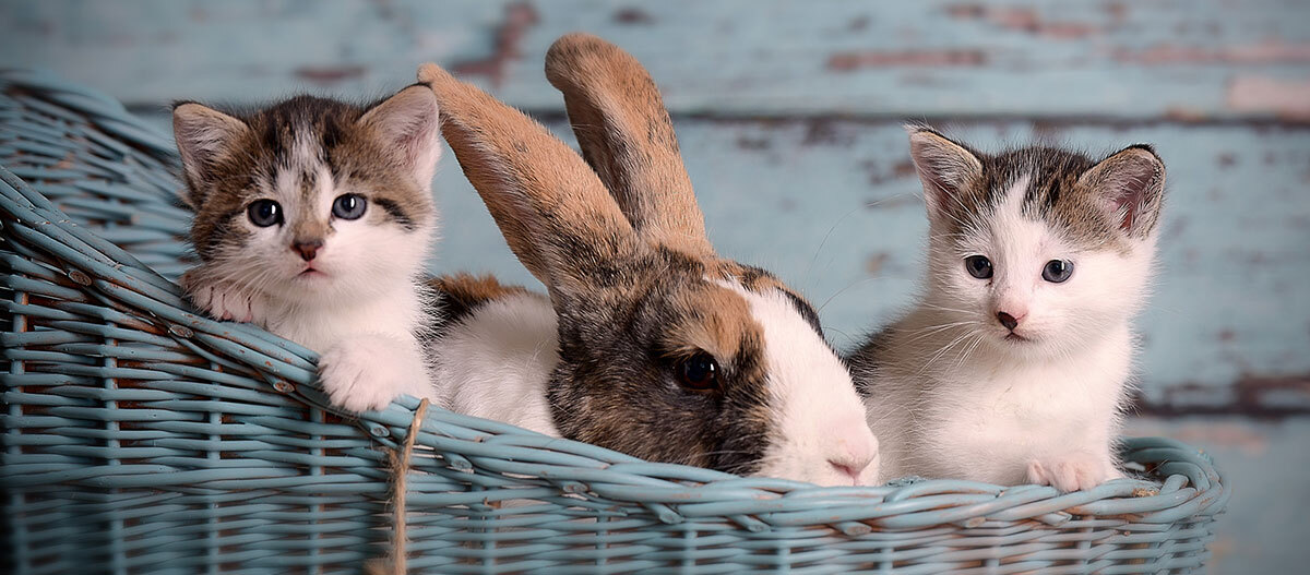 Ratgeber_Katze_Erziehung_KatzeKaninchen_1200x527 Zwei Kitten sitzen mit einem Kaninchen im Korb.