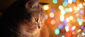 Eine Katze sitzt vor einer Lichterkette.