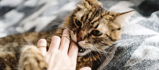 Eine Katze liegt auf einer Decke und spielt mit der Hand