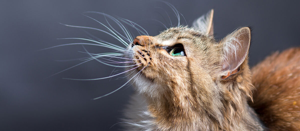 Eine braun getigerte Katze schaut nach oben Eine braun getigerte Katze schaut nach oben