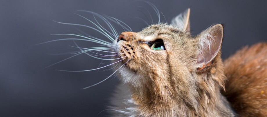 Eine braun getigerte Katze schaut nach oben Eine braun getigerte Katze schaut nach oben