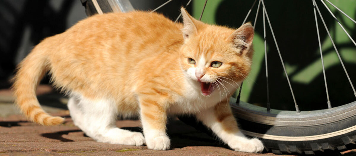 Ratgeber_Katze_Erziehung_KittenFaucht_1200x527 Eine Katze faucht.