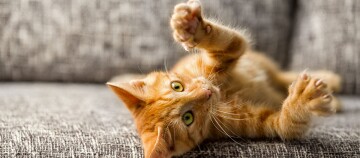 Ein Kitten liegt auf dem Sofa und fährt spielerisch die Krallen aus