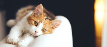 Eine Katze liegt auf der Sofalehne